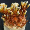 قارچ گانودرما لوسیدم(کبدچرب،دیایت،اگزما،زیگیل...)