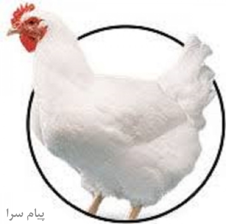 فروش تخم نطفه دار مرغ محلی گوشتی