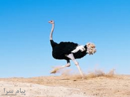 فروش بهترین تخم نطفه دار شترمرغ