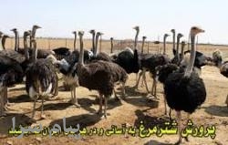 فروش شترمرغ مولد شرکت زرین توتک