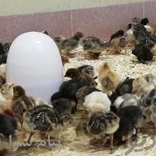 فروش جوجه مرغ بومی اصلاح نژاد شده شرکت زرین توتک 
