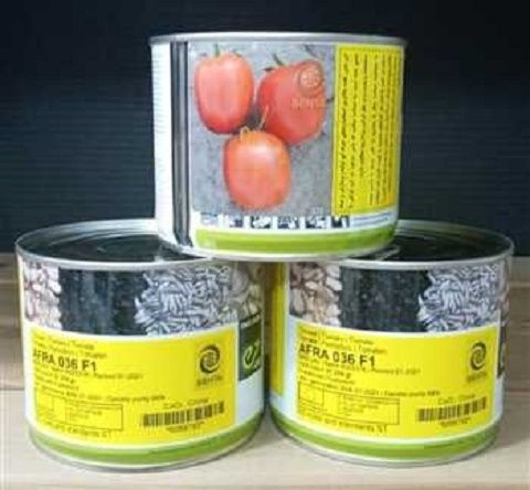 فروش بذر گوجه افرا بذر گوجه افرا/قیمت/مشخصات