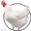 فروش تخم نطفه دار مرغ محلی گوشتی