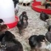فروش مرغ بومی یکروزه