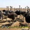 فروش شترمرغ مولد شرکت زرین توتک